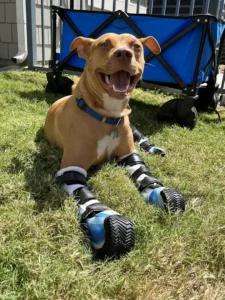 Dobby taking a break from his cart and enjoying the grass.