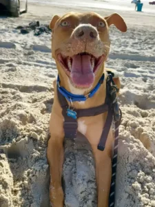 Dobby enjoying the beach and Florida sunshine.