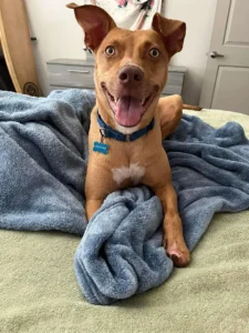 Dobby and his favorite blanket.