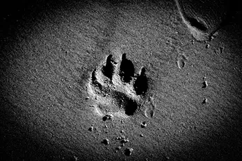 A paw print in the sand symbolizing Pet Euthanasia Aftercare