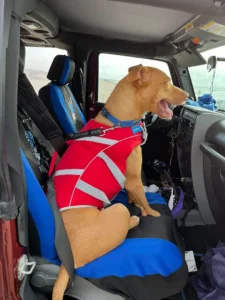 Dobby enjoying the drive in his co-pilot seat.