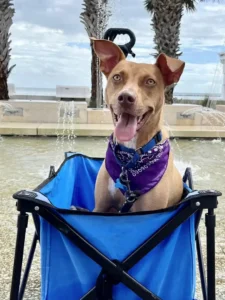 Dobby enjoying being pulled in his cart.