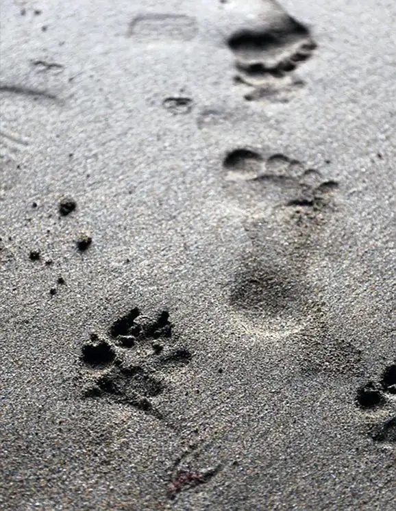 Footprints and paw prints in the sand denoting In-Home Euthanasia from Dr. Meredith’s Veterinary In-Home Euthanasia and Acupuncture LLC.